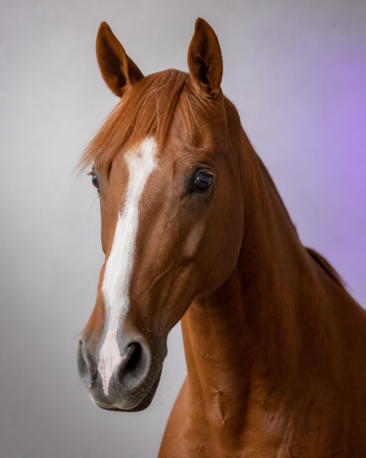 Peptides for horses